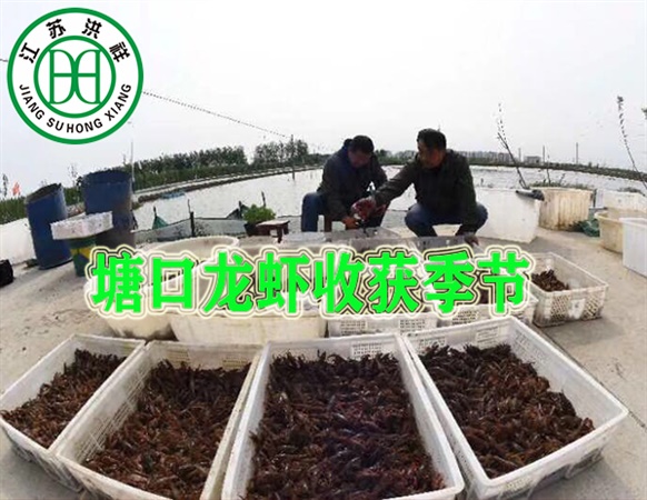 塘口龍蝦.