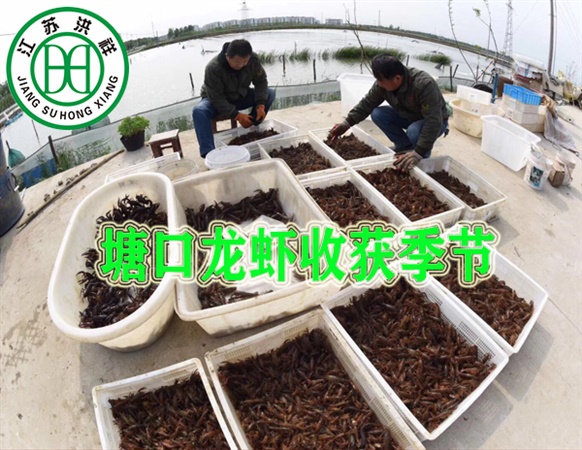 塘口龍蝦